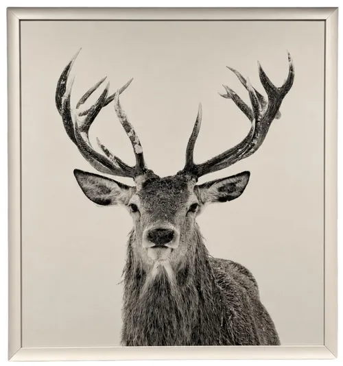 Black & White Stag Deer In White Frame