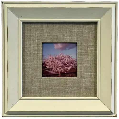 Pink Tree In White Frame 