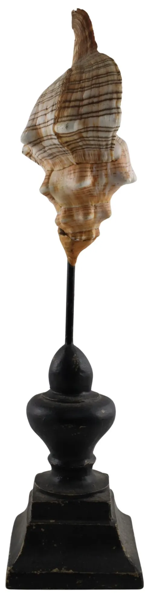 Natural Sea Shell On Wood Base
