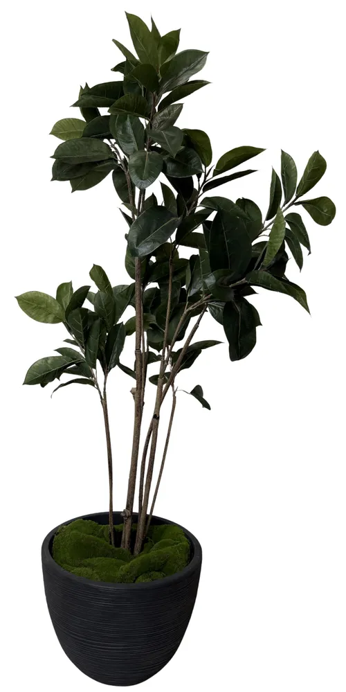 Artificial Rubber Tree In Black Pot