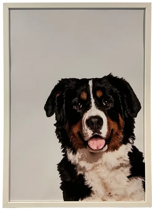Bernese Mountain Dog In White Frame