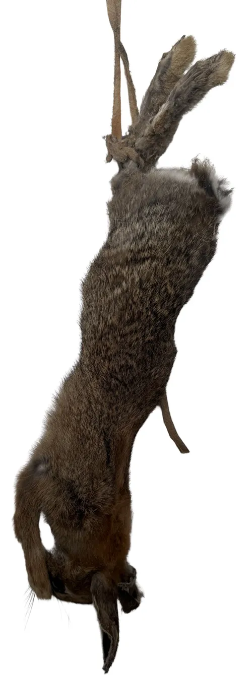 Taxidermy Hanging Dead Rabbit - C