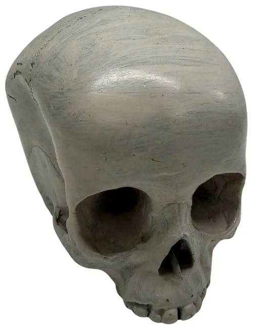 Human Child Skull Medical Model