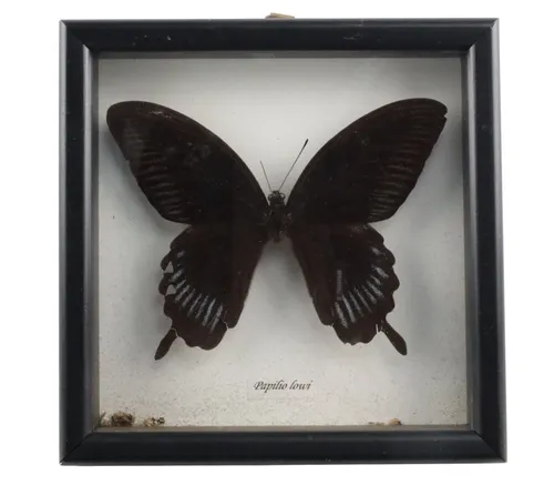 Natural Black Phoenix Butterfly In Black Shadowbox Frame