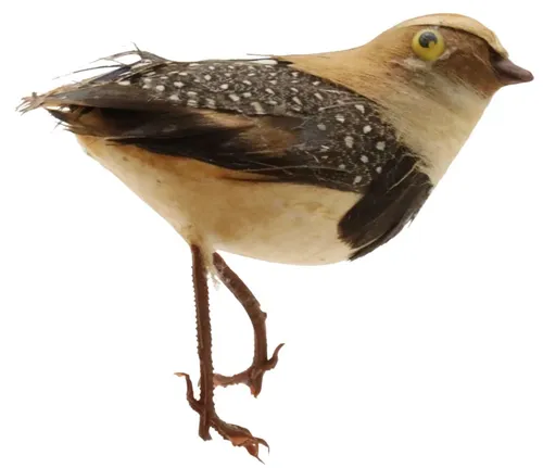Artificial Double Breasted Sandgrouse Bird 