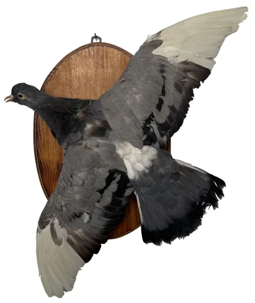 Taxidermy Wall Mount Flying Pigeon
