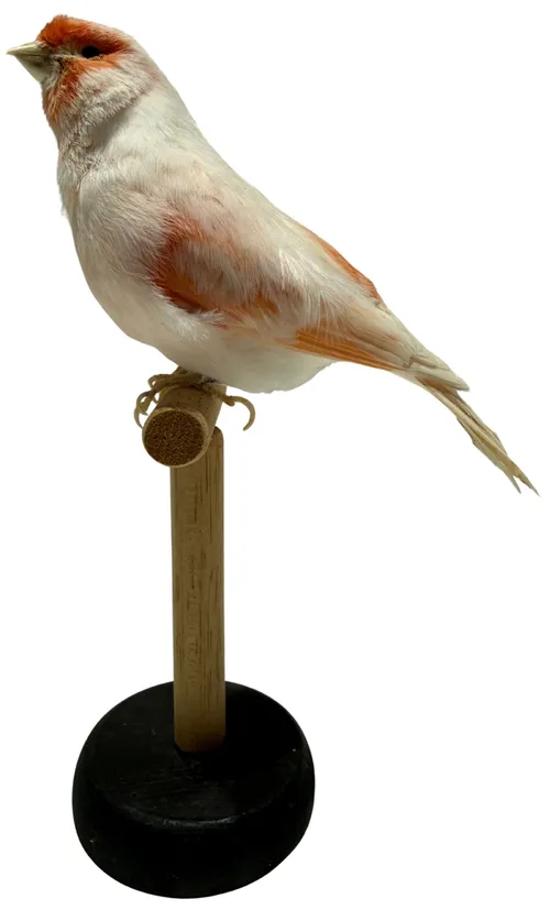 Taxidermy Red & White Mosaic Canary On Wood Stand