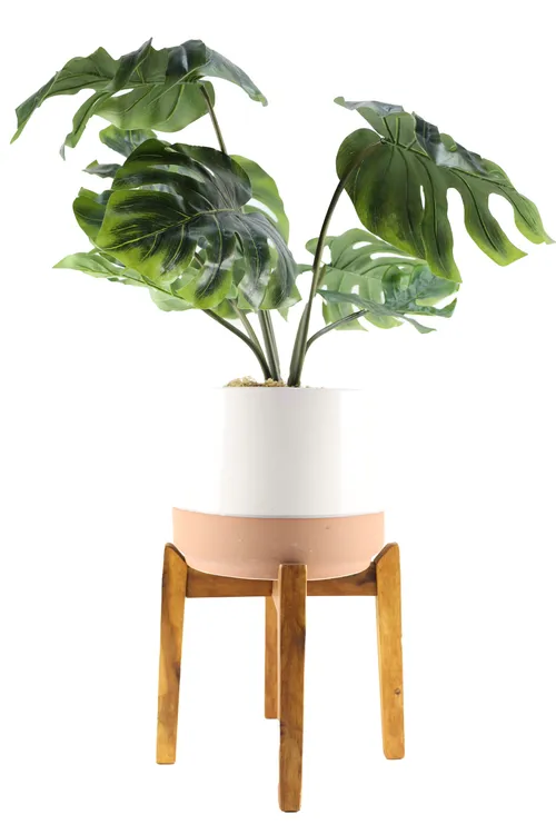 Artificial Monstera Plant In White & Sand Ceramic Cylinder Pot On Wooden Leg Base
