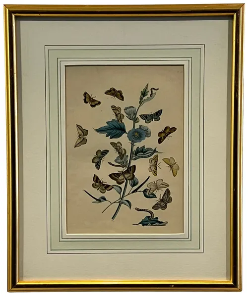 Exotic Butterfly Illustration II In Gold Frame