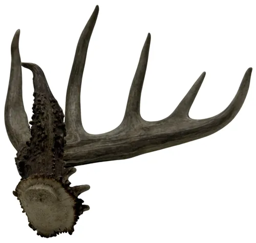 Deer Antler - B
