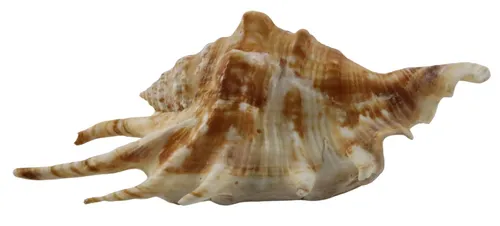 Spider Conch Shell