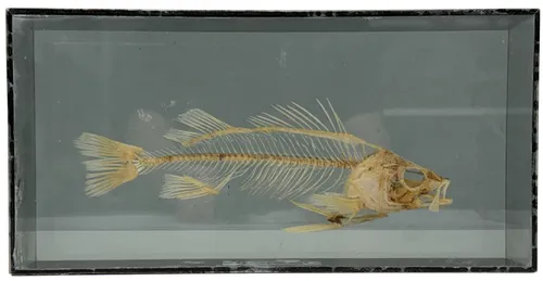 Natural Articulated Fish Skeleton In Acrylic Case