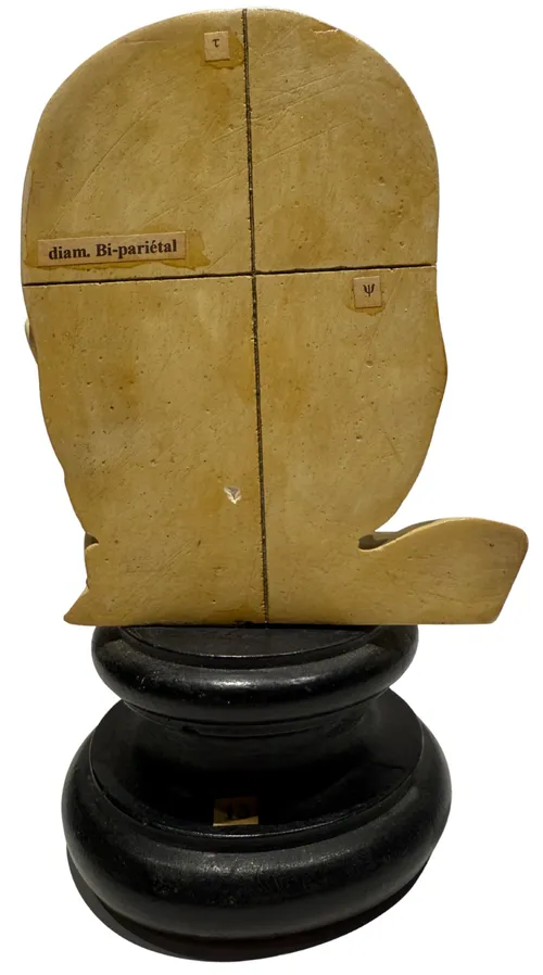 Bi-Parietal Diameter Phrenological Anatomical Head Model