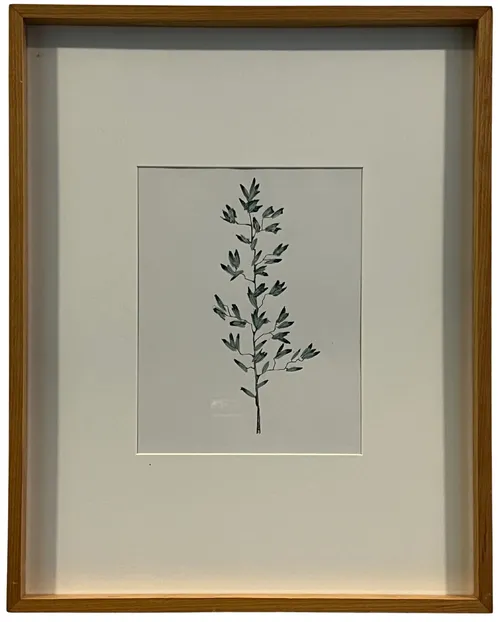 Eucalyptus Watercolour In Wood Frame