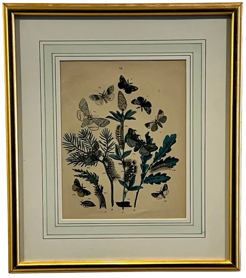 Exotic Butterfly Illustration V In Gold Frame
