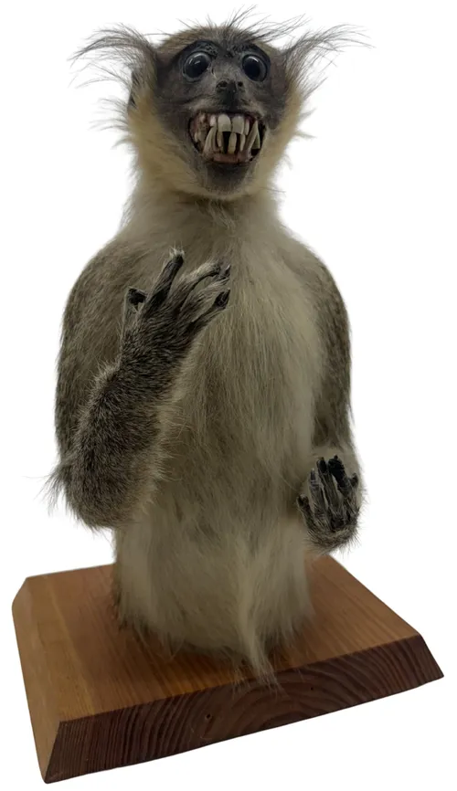 Taxidermy Monkey Bust On Wood Base