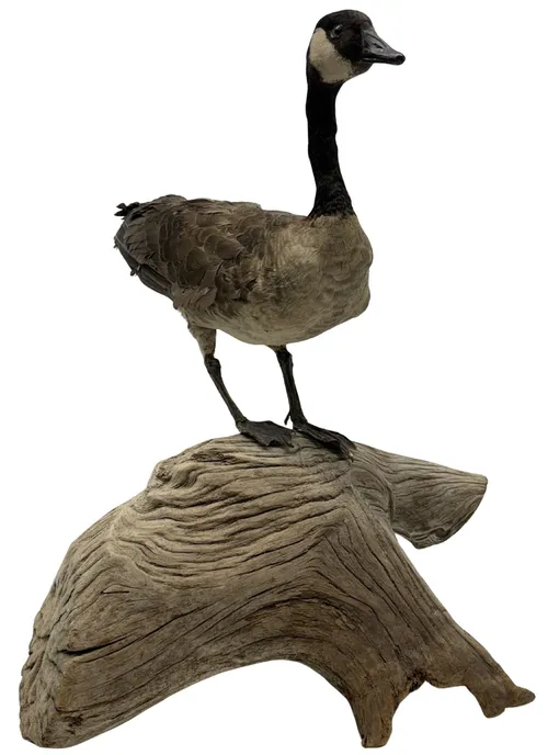 Taxidermy Canada Goose On Large Driftwood