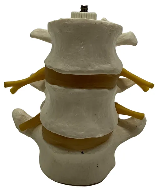 Human Vertebrae Spinal Model