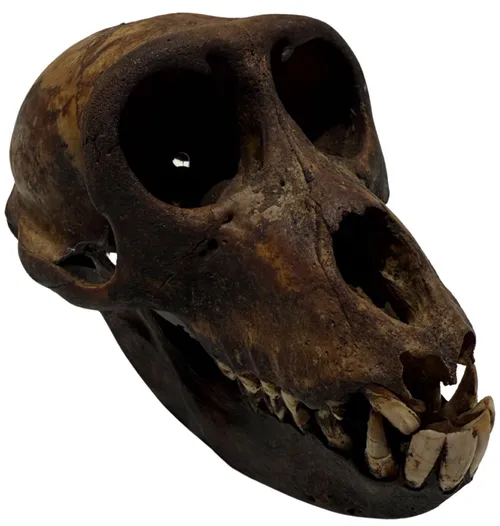 Crab Eating Macaque Monkey Skull - A