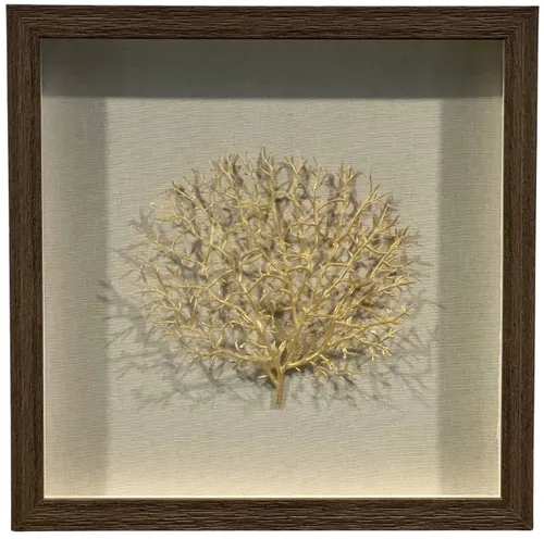 Fan Coral In Wood Shadowbox Frame