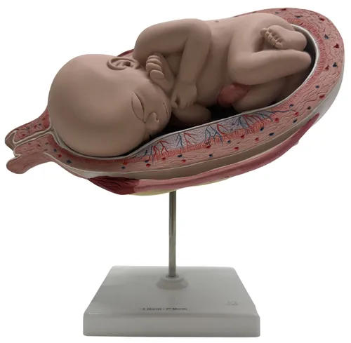 Seven Month Human Fetal Pregnancy Model On White Base