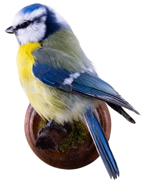 Taxidermy Blue Tit Bird On Wood Wall Mount Base