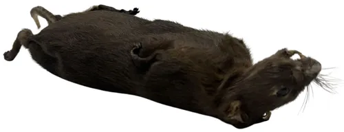 Taxidermy Soft Mount Dead Rat