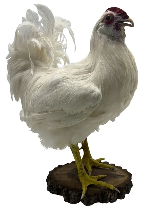 Taxidermy White Rooster On Wood Log Base