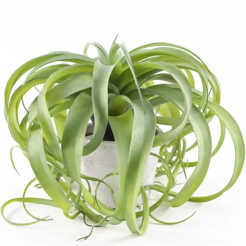 Artificial Spreading Air Plant In White Stucco Pot