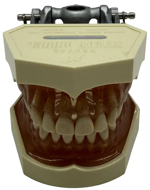 Human Teeth Dental Model