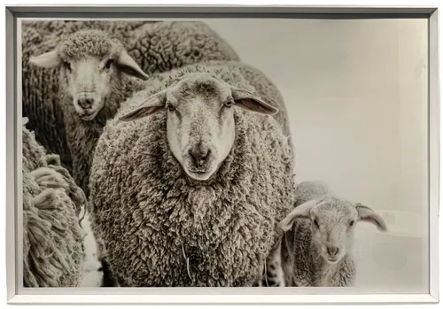 Winter Sheep In White Frame