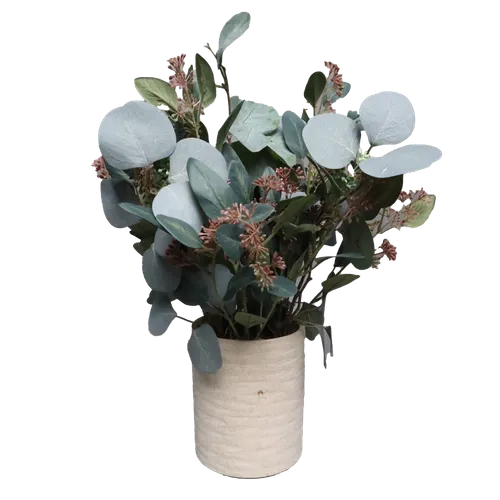 Dusty Broad Leaf Sand Dollar Plant In Molten Pot