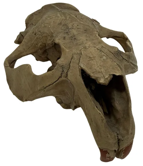 Natural Beaver Skull