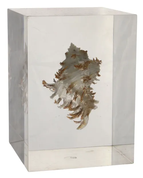 Natural Murex Shell In Resin Block