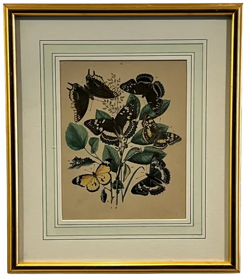 Exotic Butterfly Illustration IV In Gold Frame