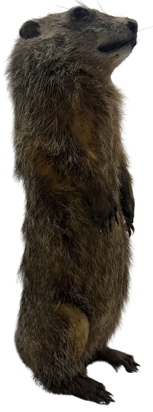 Taxidermy Standing Groundhog