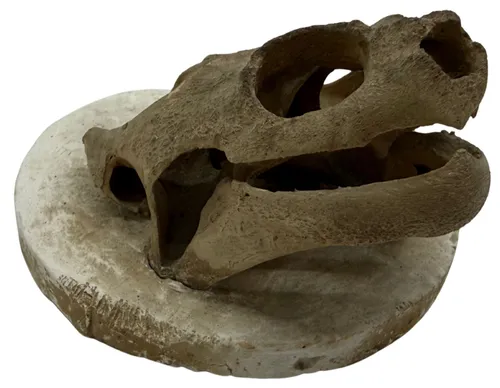 Natural Turtle Skull On Plaster Base