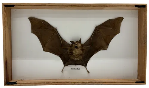 Natural Preserved Hairless Bat In Wood Shadowbox