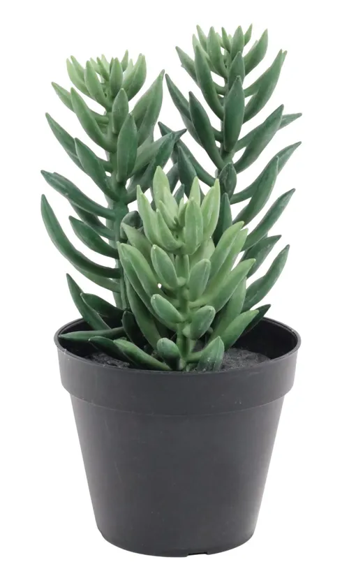 Artificial Crassula Succulent With Black Pot