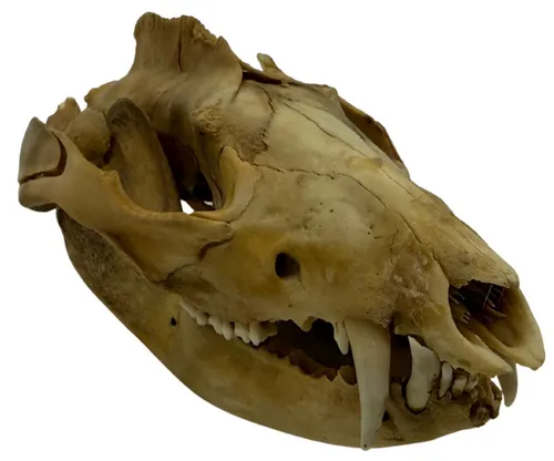 Natural Opossum Skull