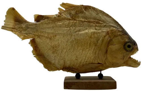 Natural Preserved Piranha Fish On Stand