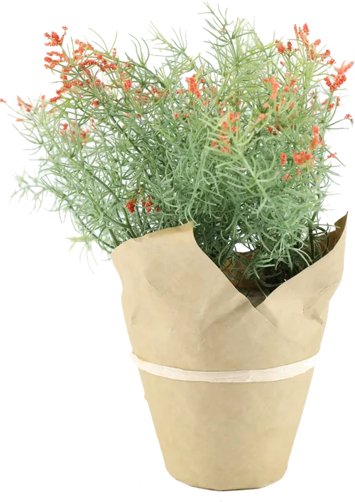 Artificial Orange Cypress Wrapped In Butcher Paper Pot