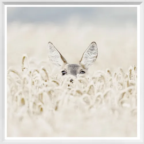 Deer In Field Photograph With White Frame