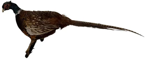 Taxidermy Wall Mount Pheasant On Branch