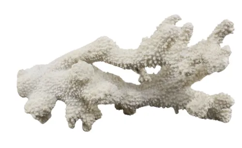 Isolated Coral Branch