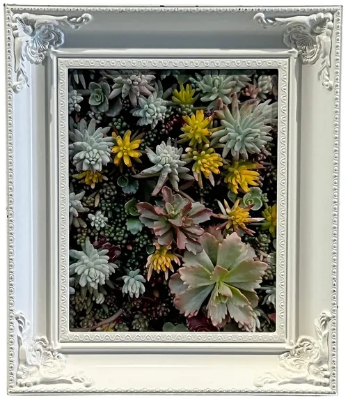 Succulents In White Ornate Frame