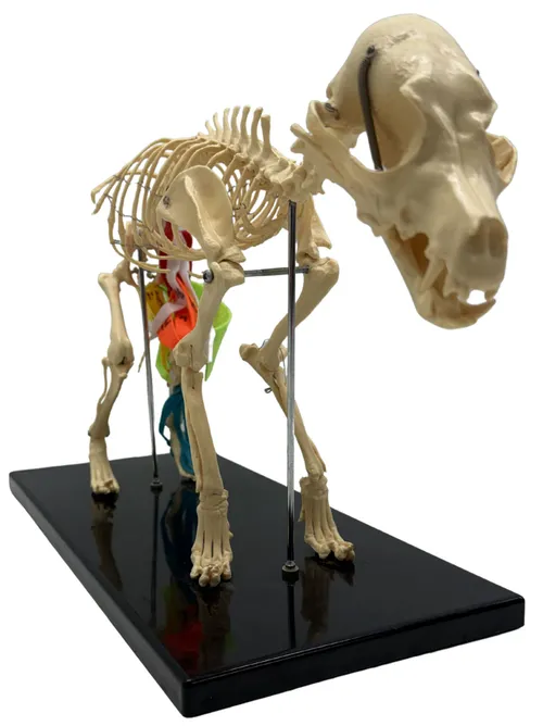 Articulated Dog Skeleton With Ligaments On Black Base