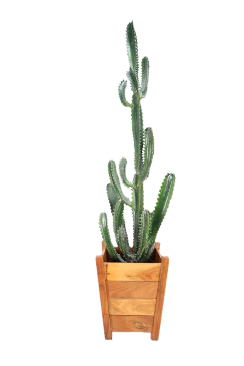 Artificial African Milk Tree Cactus In Wooden Slat Box Planter