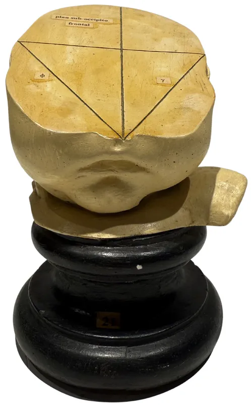 Occipito Frontal Plane Phrenological Anatomical Head Model