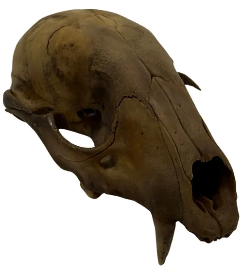 Natural Aged Coyote Skull